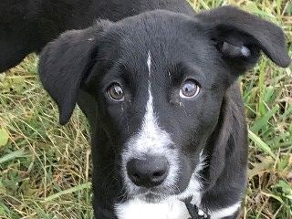 Siri's Sabrina, an adoptable Cattle Dog, Black Labrador Retriever in Anaconda, MT, 59711 | Photo Image 1