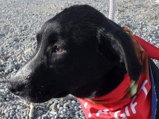 Siri's Sabrina, an adoptable Cattle Dog, Black Labrador Retriever in Anaconda, MT, 59711 | Photo Image 4