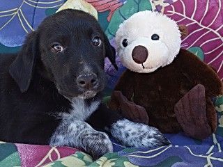 Siri's Lex, an adoptable Cattle Dog, Black Labrador Retriever in Anaconda, MT, 59711 | Photo Image 1