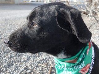 Siri's Lex, an adoptable Cattle Dog, Black Labrador Retriever in Anaconda, MT, 59711 | Photo Image 3