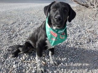 Siri's Lex, an adoptable Cattle Dog, Black Labrador Retriever in Anaconda, MT, 59711 | Photo Image 5