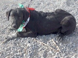 Siri's Lex, an adoptable Cattle Dog, Black Labrador Retriever in Anaconda, MT, 59711 | Photo Image 6