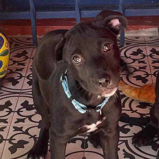Ebony , an adopted Black Labrador Retriever Mix in Wantagh, NY_image-2