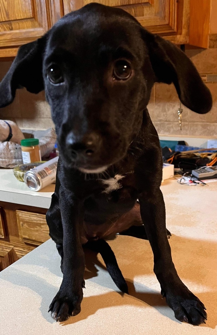Ebony , an adopted Black Labrador Retriever Mix in Wantagh, NY_image-4