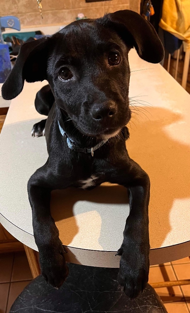 Ebony , an adopted Black Labrador Retriever Mix in Wantagh, NY_image-1