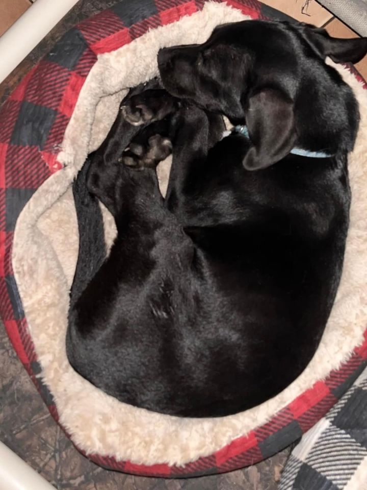 Ebony , an adopted Black Labrador Retriever Mix in Wantagh, NY_image-5