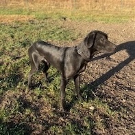 Neo, an adoptable Great Dane & Black Labrador Retriever Mix in Springfield, MO_image-1