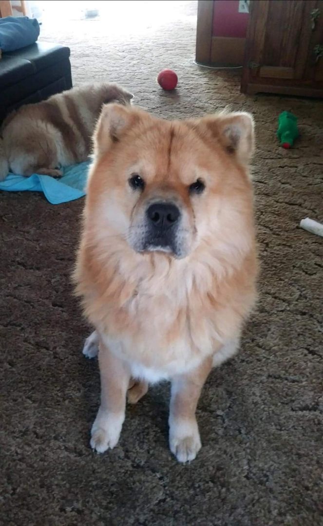 Chow chow outlet corgi