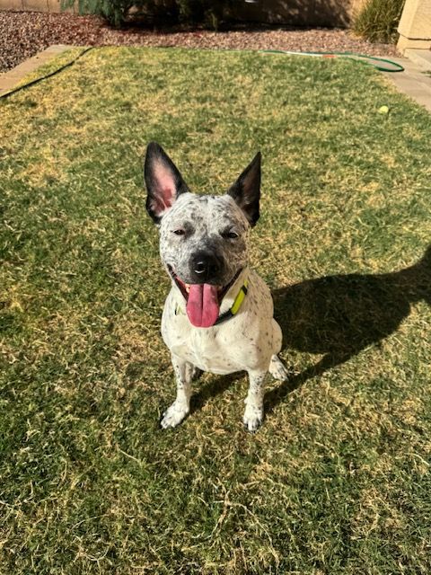 Red heeler bull terrier sales mix