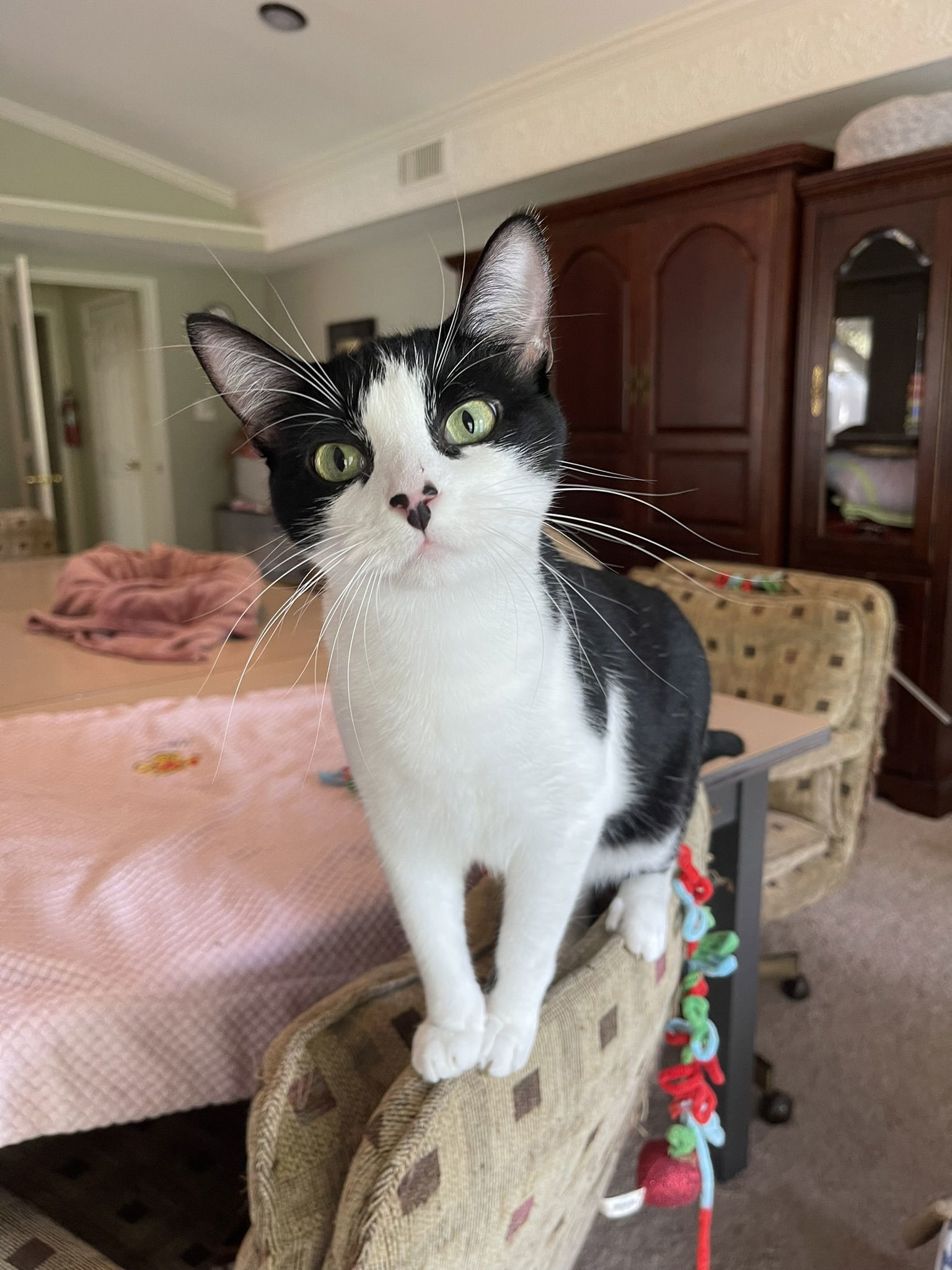 Gaspar, an adoptable Domestic Short Hair, Tuxedo in Texarkana, TX, 75503 | Photo Image 1