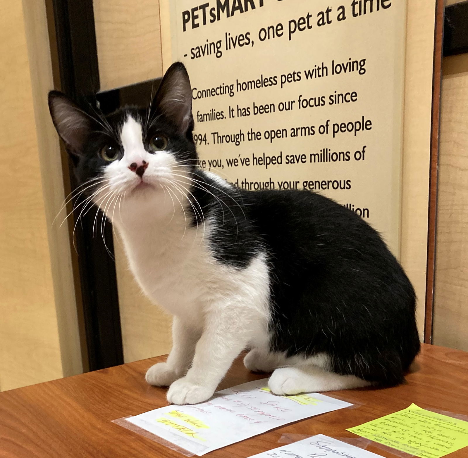 Gaspar, an adoptable Domestic Short Hair, Tuxedo in Texarkana, TX, 75503 | Photo Image 2