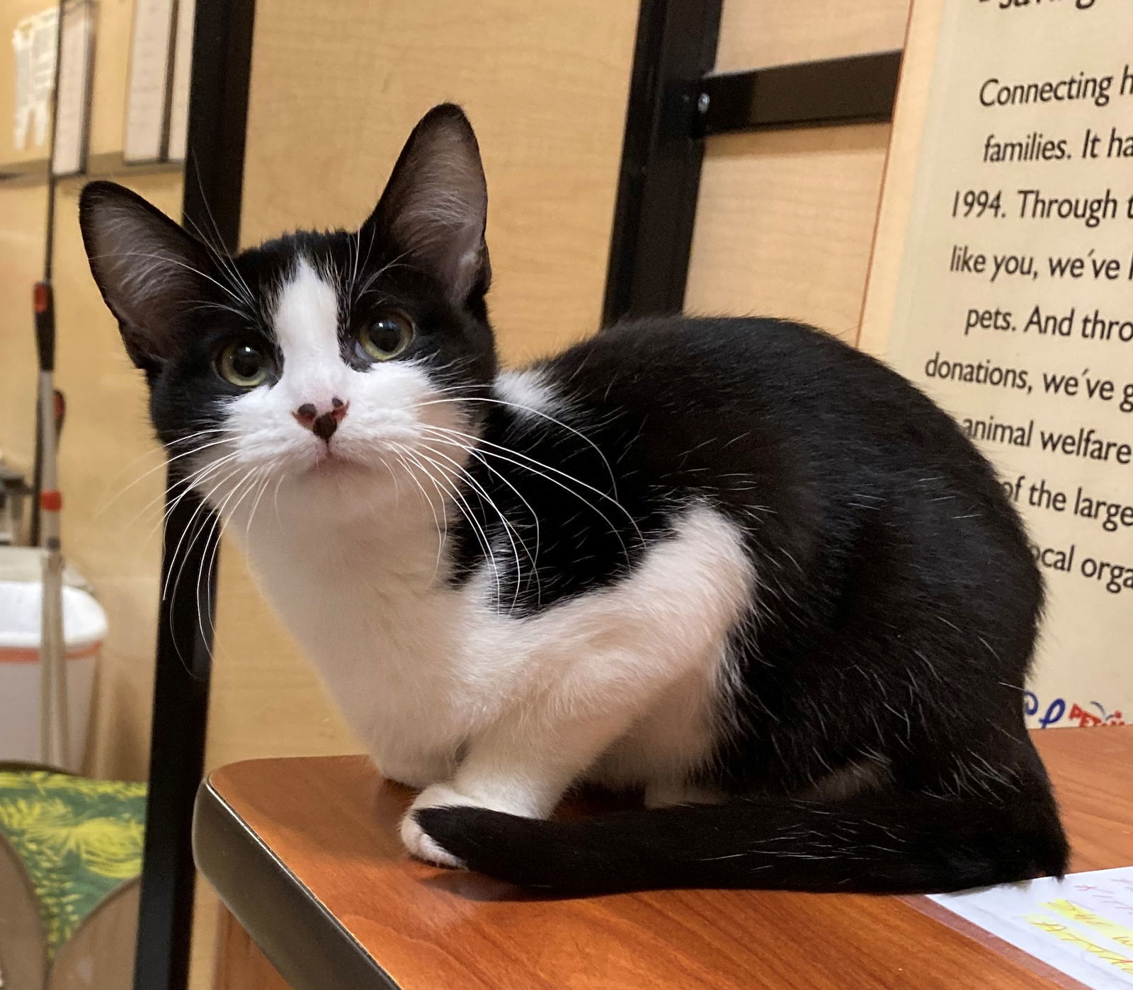 Gaspar, an adoptable Domestic Short Hair, Tuxedo in Texarkana, TX, 75503 | Photo Image 3