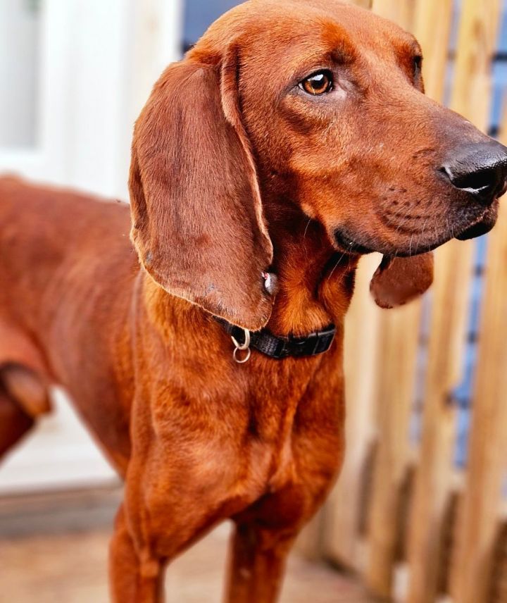 Chesnut (PENDING!), an adoptable Redbone Coonhound in Chicago, IL_image-2