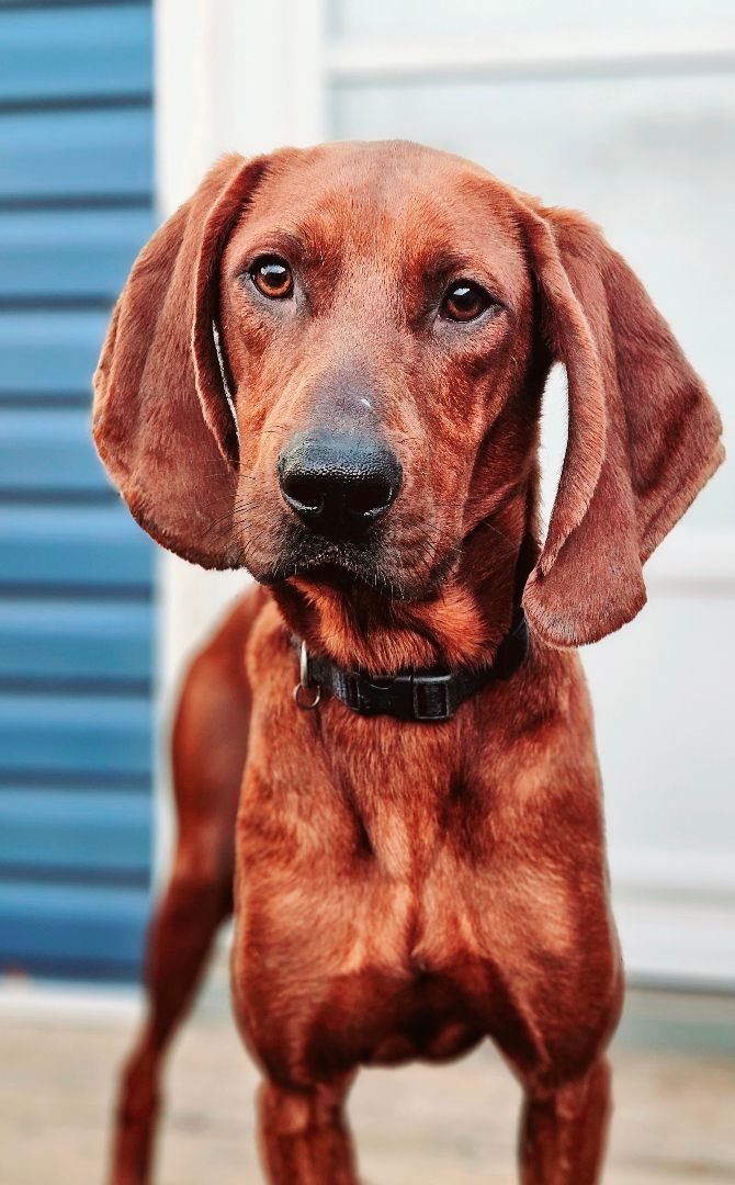 Chesnut (PENDING!), an adoptable Redbone Coonhound in Chicago, IL_image-3