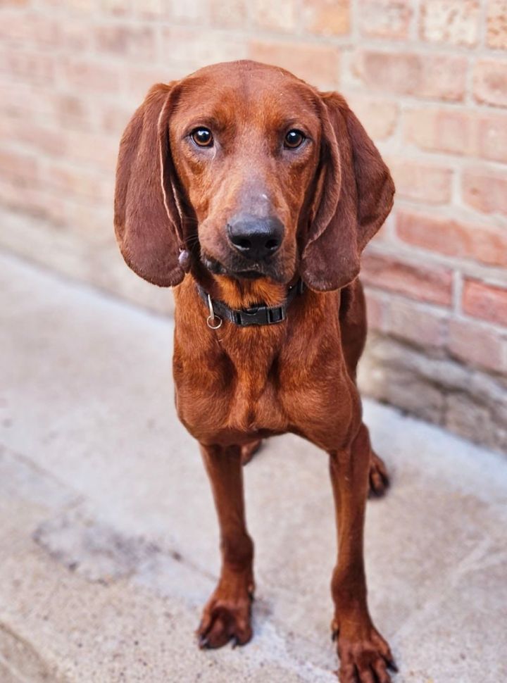 Chesnut (PENDING!), an adoptable Redbone Coonhound in Chicago, IL_image-4