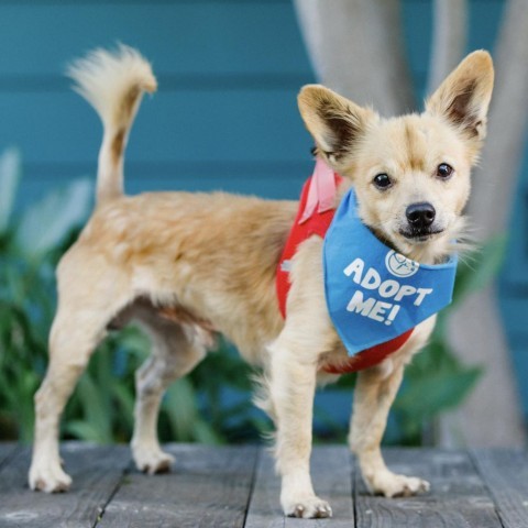Toofless, an adoptable Papillon, Chihuahua in Pacific Grove, CA, 93950 | Photo Image 1