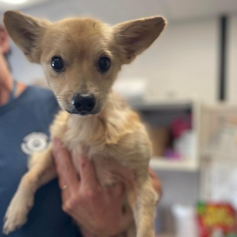 Toofless, an adoptable Papillon, Chihuahua in Pacific Grove, CA, 93950 | Photo Image 2