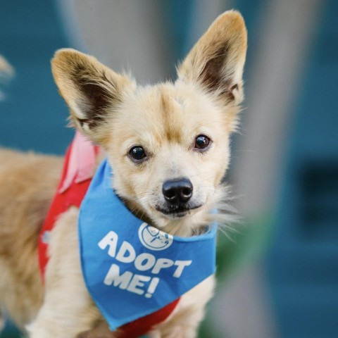 Toofless, an adoptable Papillon, Chihuahua in Pacific Grove, CA, 93950 | Photo Image 3
