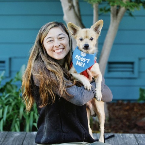 Toofless, an adoptable Papillon, Chihuahua in Pacific Grove, CA, 93950 | Photo Image 4
