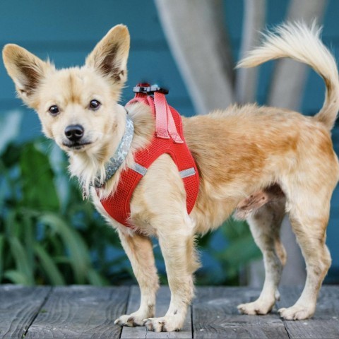 Toofless, an adoptable Papillon, Chihuahua in Pacific Grove, CA, 93950 | Photo Image 5