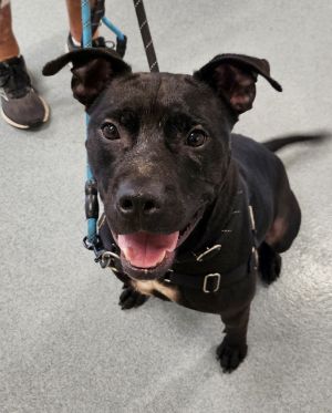 Jaxx, Adult Male Staffordshire Bull Terrier