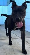 Jaxx photo 2