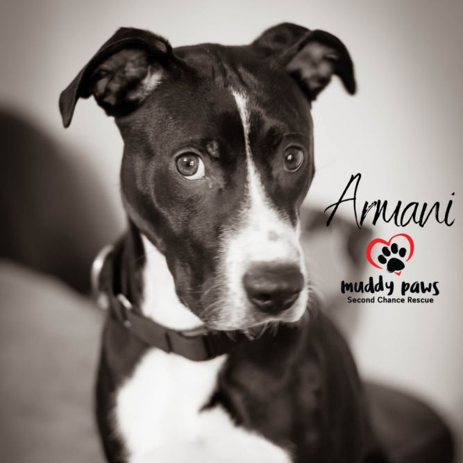 Dog for adoption Armani a Labrador Retriever Mix in Council