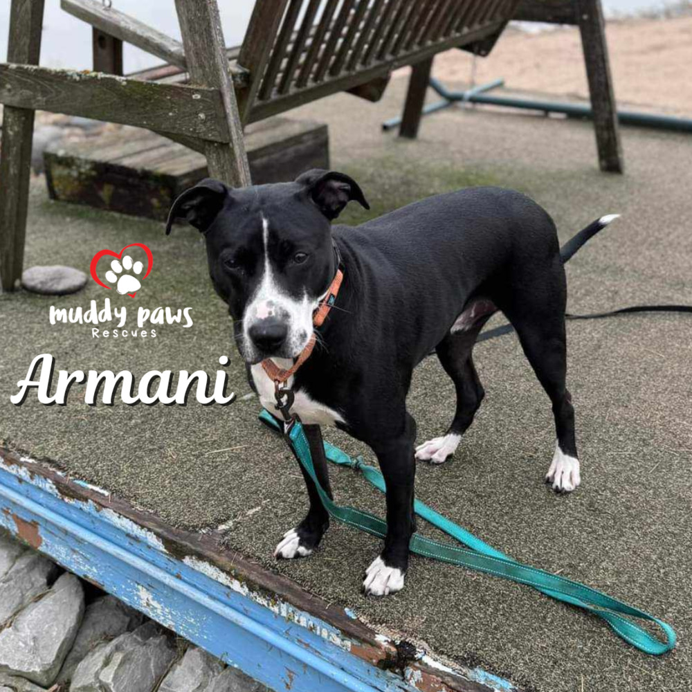 Armani, an adoptable Labrador Retriever in Council Bluffs, IA, 51503 | Photo Image 2