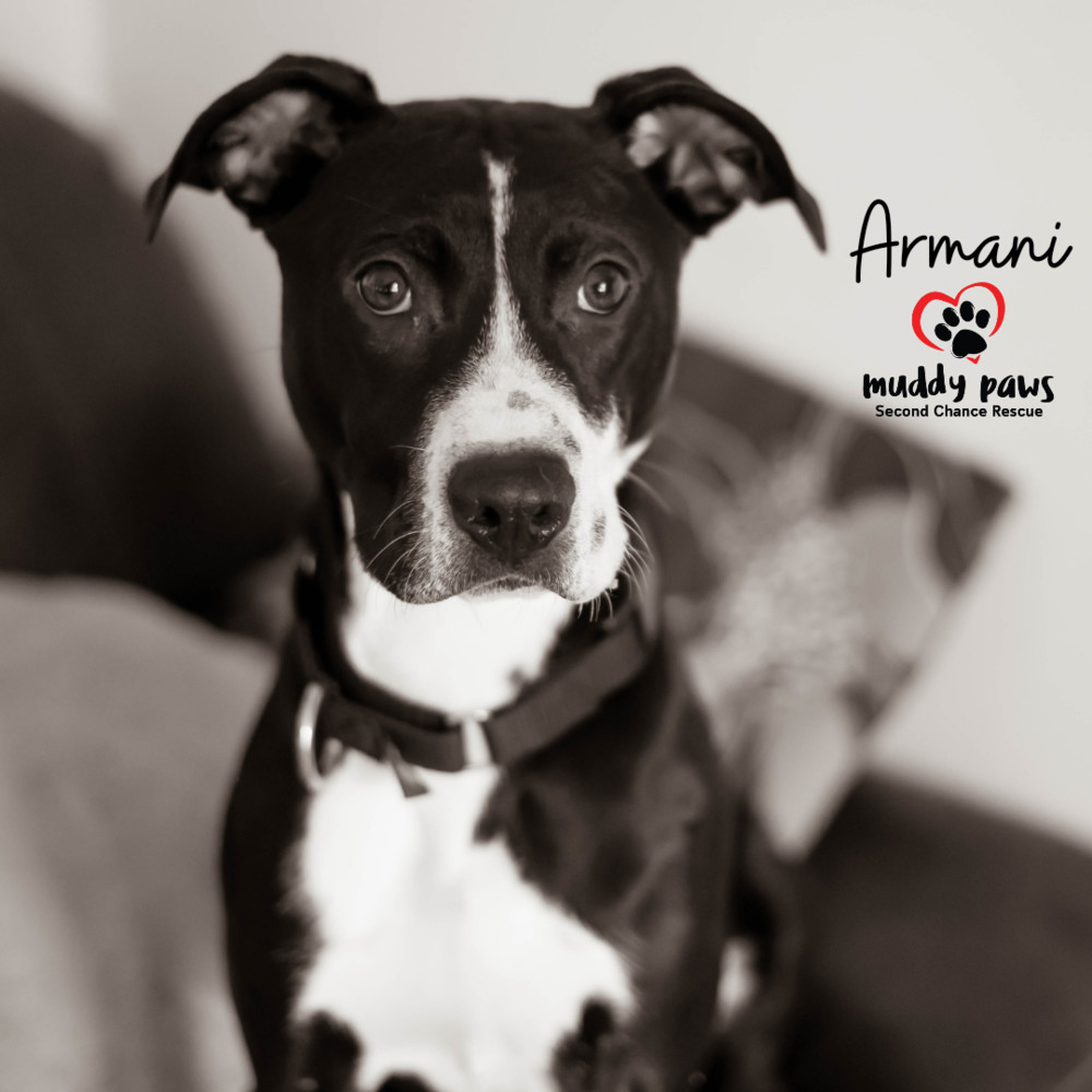 Armani, an adoptable Labrador Retriever in Council Bluffs, IA, 51503 | Photo Image 2