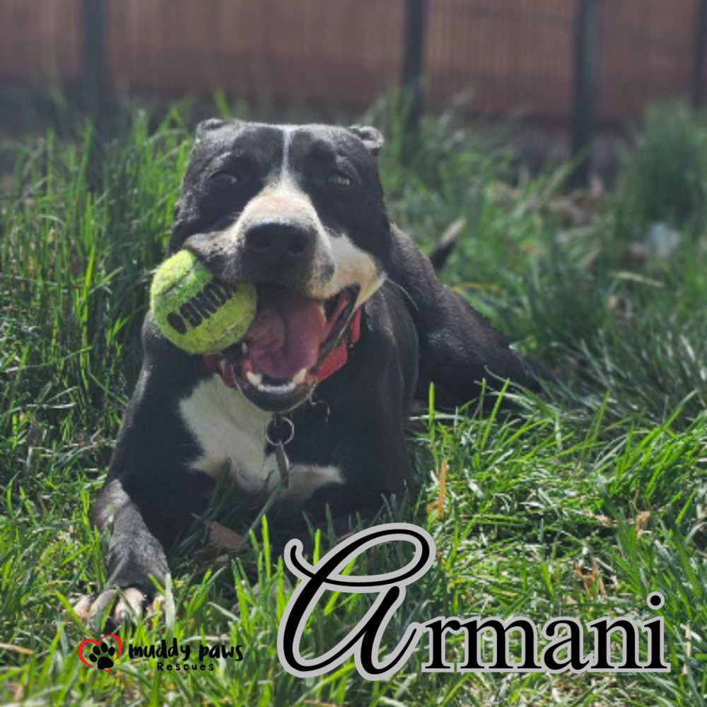 Armani, an adoptable Labrador Retriever in Council Bluffs, IA, 51503 | Photo Image 2