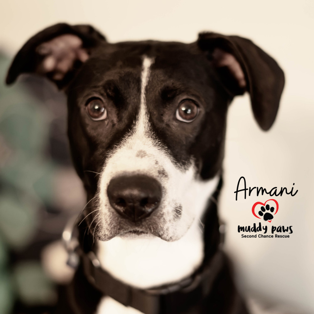 Armani, an adoptable Labrador Retriever in Council Bluffs, IA, 51503 | Photo Image 5