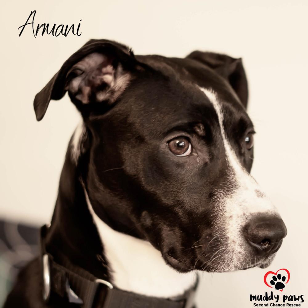 Armani, an adoptable Labrador Retriever in Council Bluffs, IA, 51503 | Photo Image 6