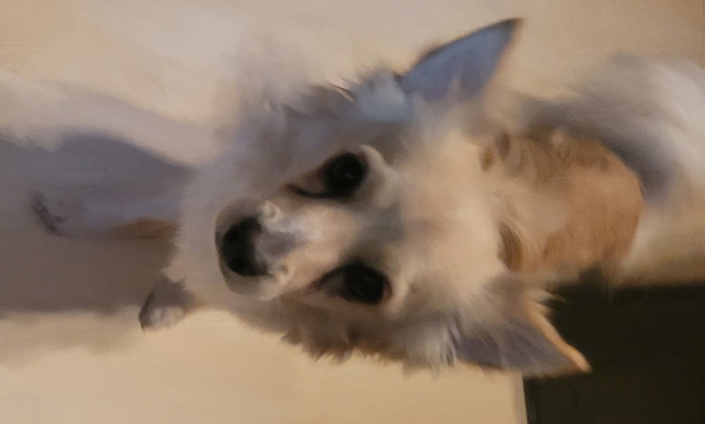 Percy, an adoptable Papillon, Chihuahua in San Antonio, TX, 78251 | Photo Image 3