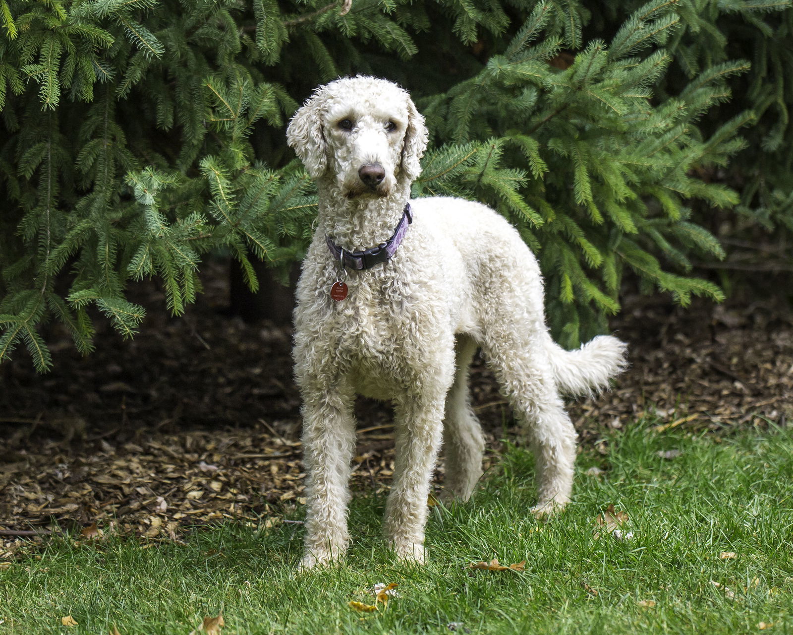 Tootsie D5863, an adoptable Golden Retriever, Standard Poodle in minneapolis, MN, 55417 | Photo Image 1