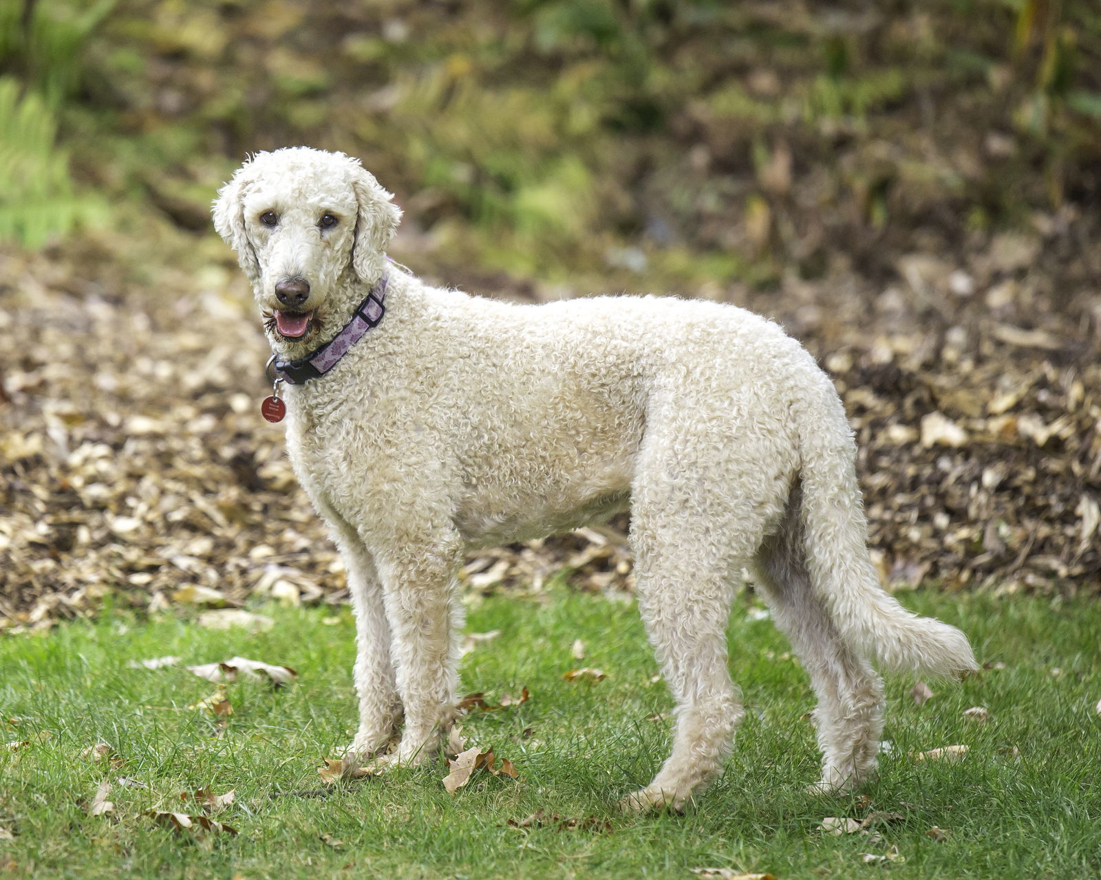 Tootsie D5863, an adoptable Golden Retriever, Standard Poodle in minneapolis, MN, 55417 | Photo Image 2