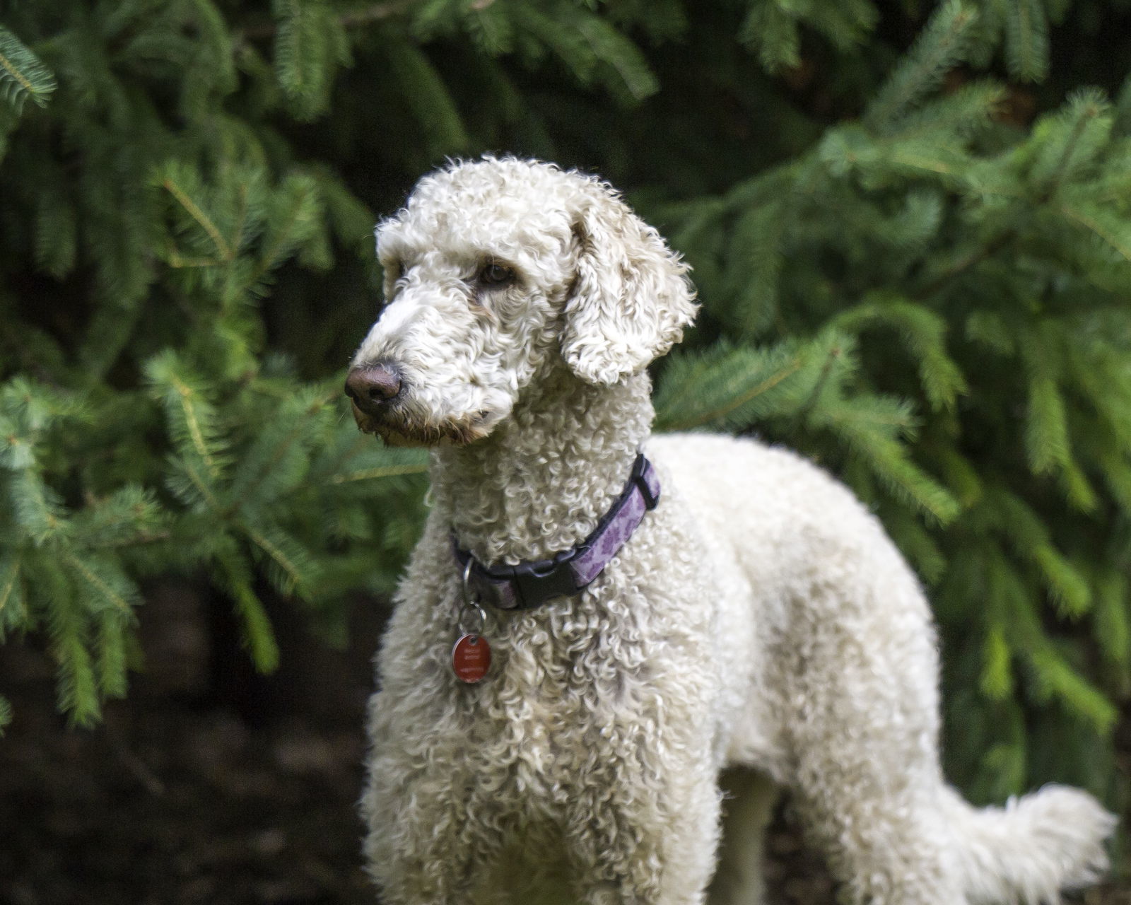 Tootsie D5863, an adoptable Golden Retriever, Standard Poodle in minneapolis, MN, 55417 | Photo Image 3