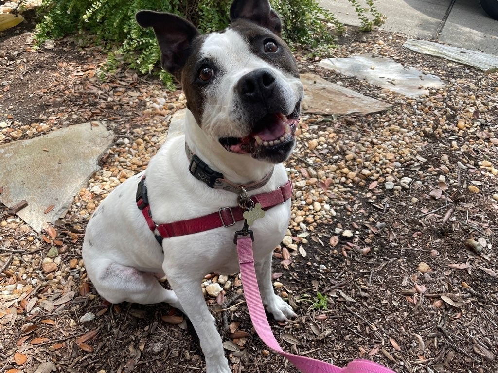 2311-1566 Aubrie, an adoptable Pit Bull Terrier, Dalmatian in Virginia Beach, VA, 23451 | Photo Image 1