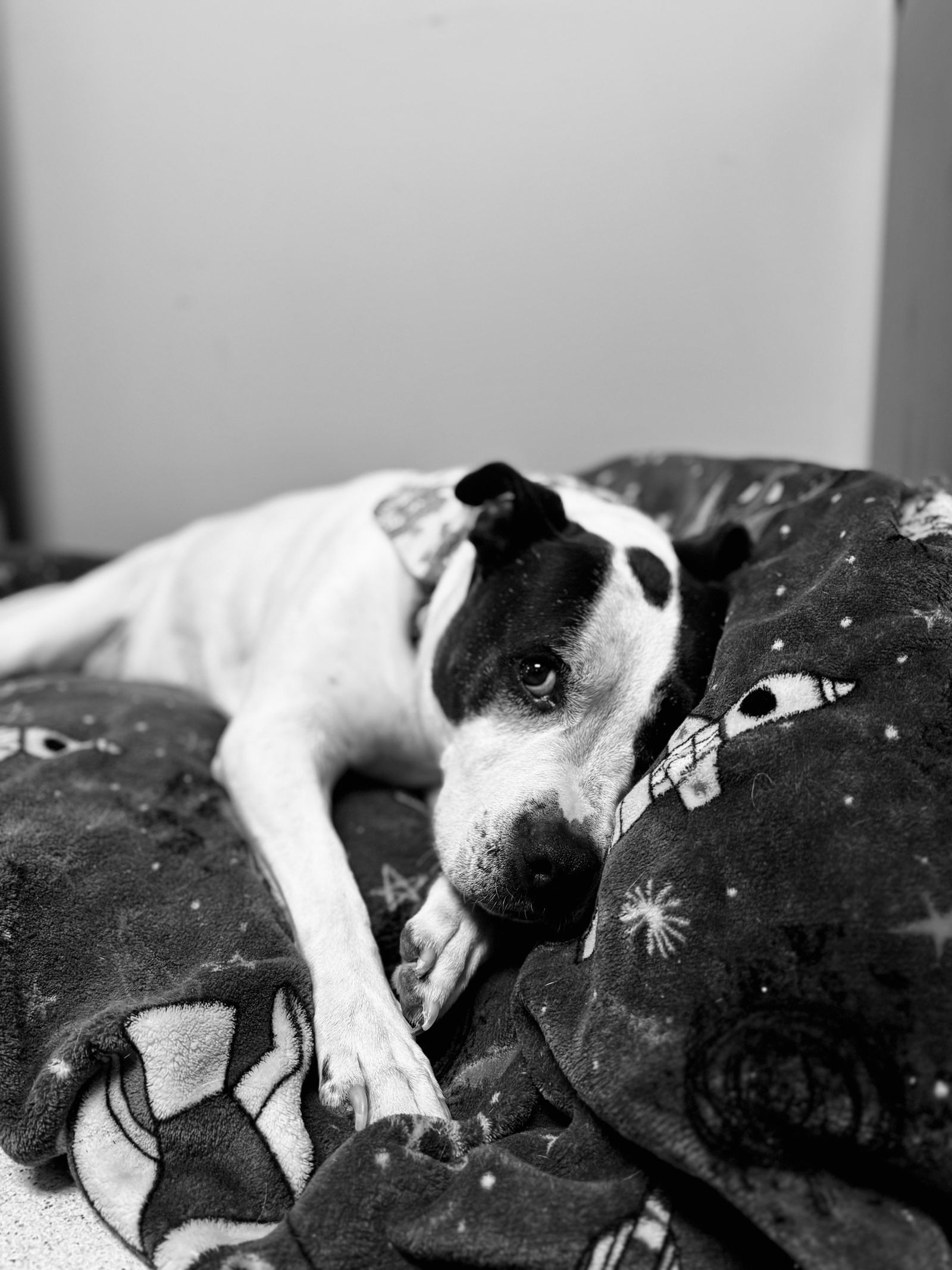 2311-1566 Aubrie, an adoptable Pit Bull Terrier, Dalmatian in Virginia Beach, VA, 23451 | Photo Image 2