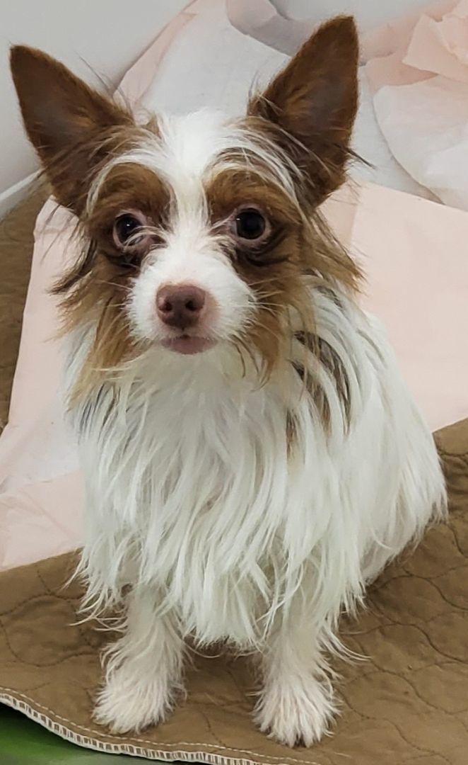 Sweetie, an adoptable Yorkshire Terrier, Papillon in Anna, IL, 62906 | Photo Image 3