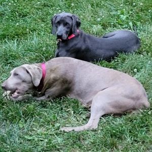 Louisville Weimaraner Rescue German Engineering T Shirts