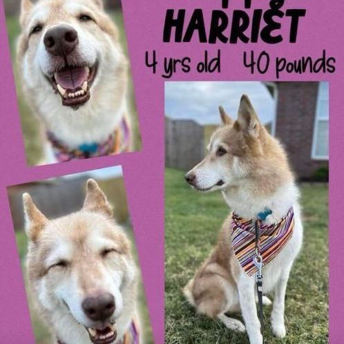 Harriet 