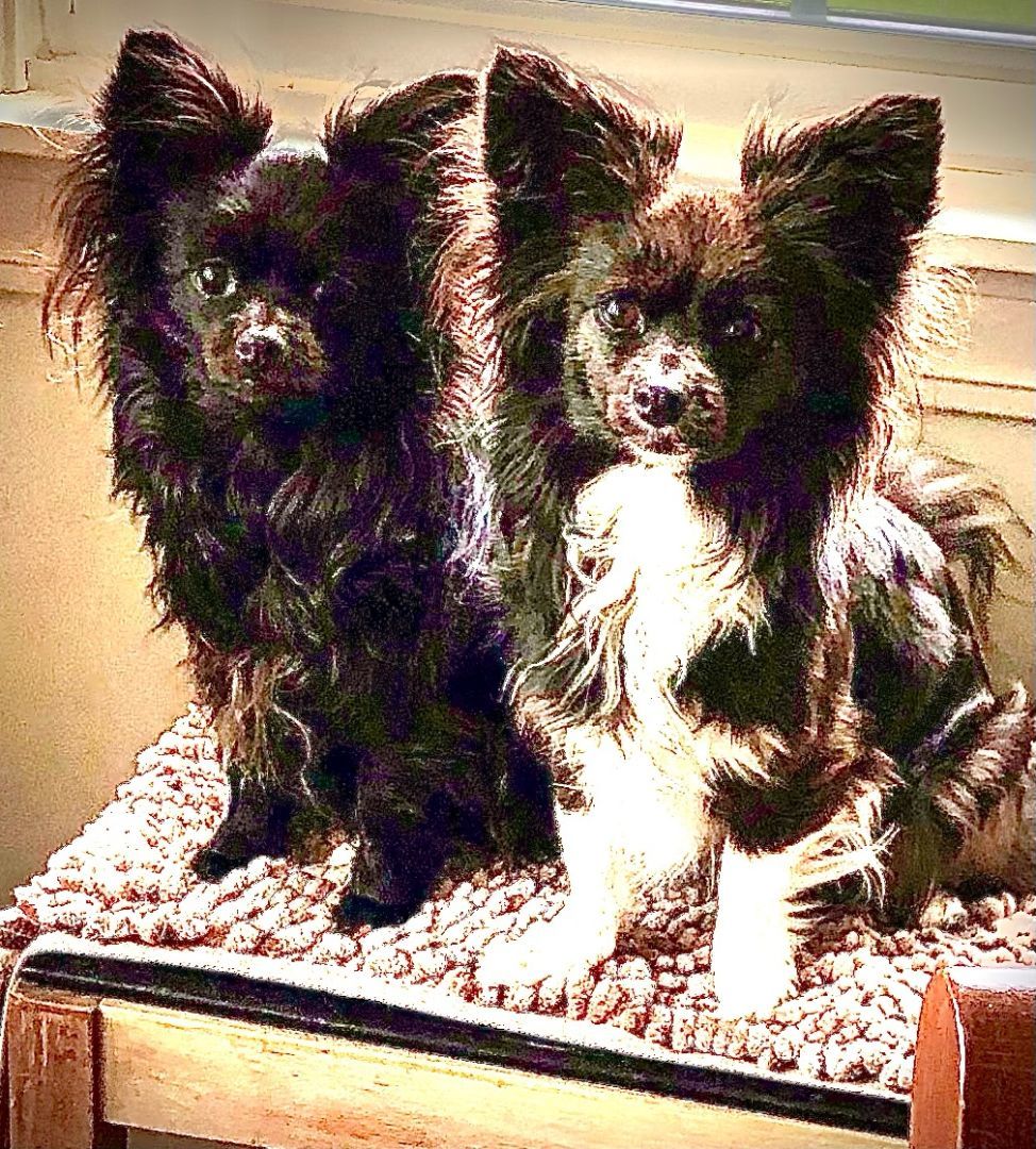 Tedi & Izzy, an adoptable Papillon in Lexington, KY, 40508 | Photo Image 1