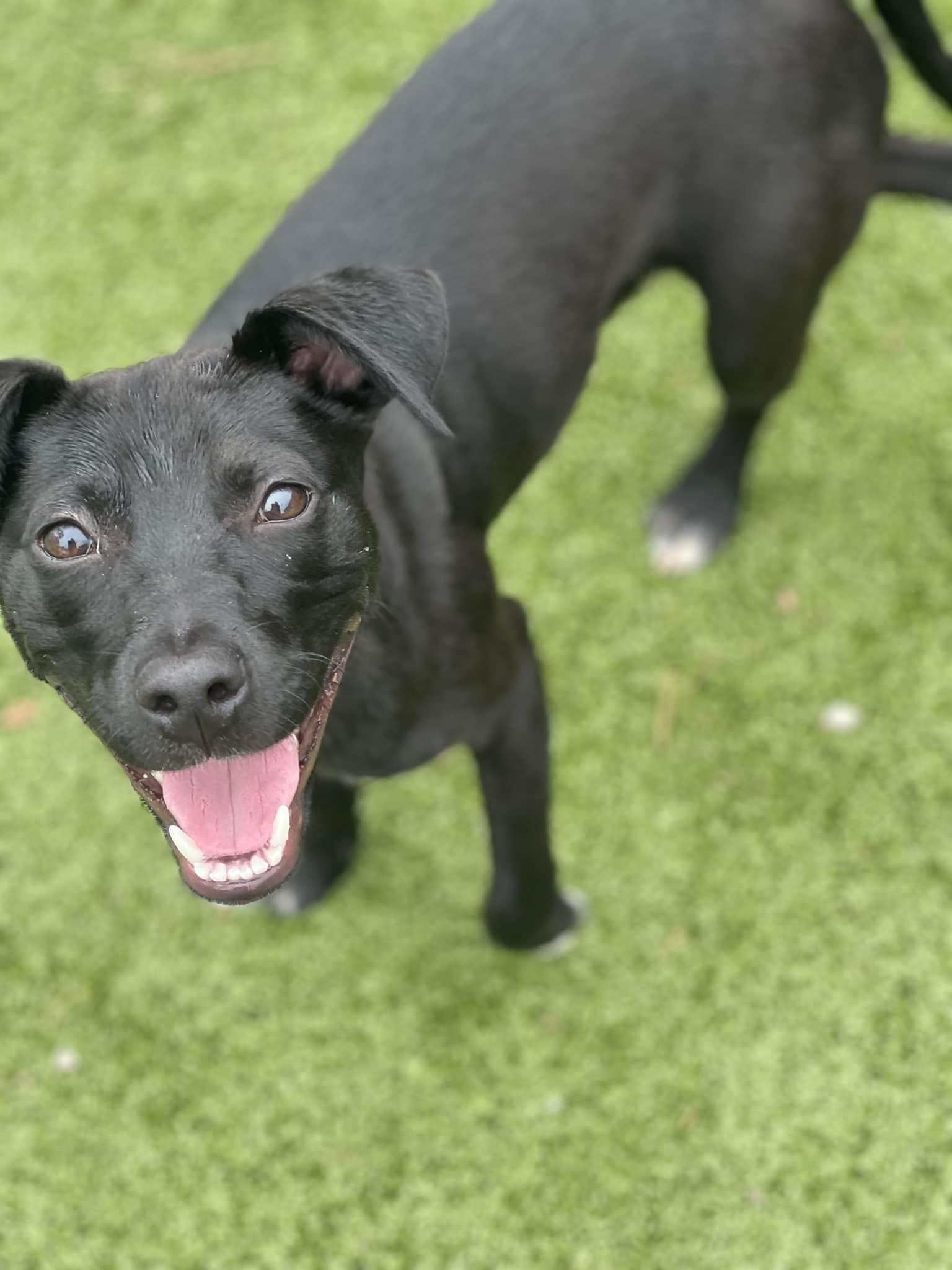 Dave, an adoptable Labrador Retriever in Willard, NC, 28478 | Photo Image 1