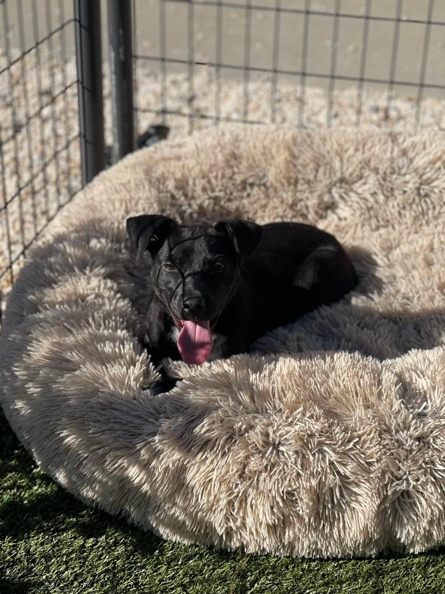 Dave, an adoptable Labrador Retriever in Willard, NC, 28478 | Photo Image 2