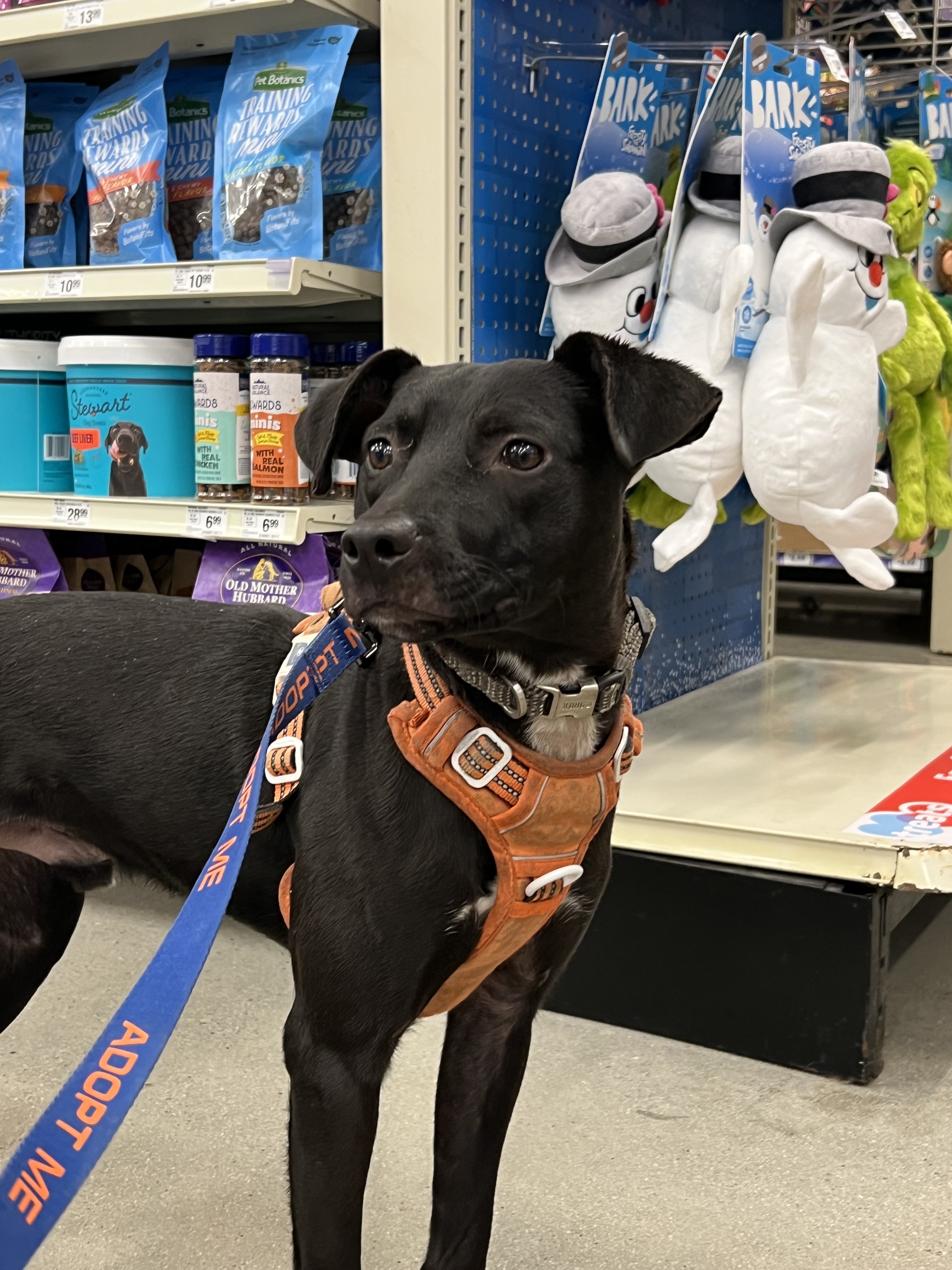 Dave, an adoptable Labrador Retriever in Willard, NC, 28478 | Photo Image 3