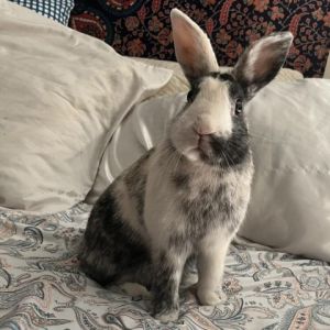 Cash Harlequin Rabbit