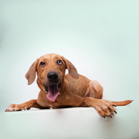 Vermont, an adoptable Mixed Breed in Guaynabo, PR, 00969 | Photo Image 1