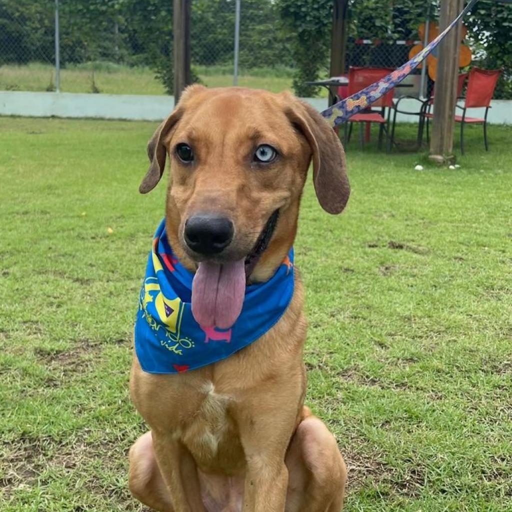 Vermont, an adoptable Mixed Breed in Guaynabo, PR, 00969 | Photo Image 1