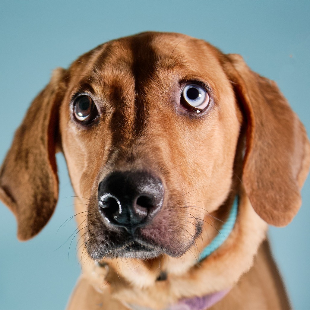 Vermont, an adoptable Mixed Breed in Guaynabo, PR, 00969 | Photo Image 1