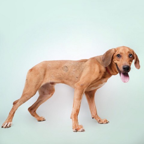 Vermont, an adoptable Mixed Breed in Guaynabo, PR, 00969 | Photo Image 2